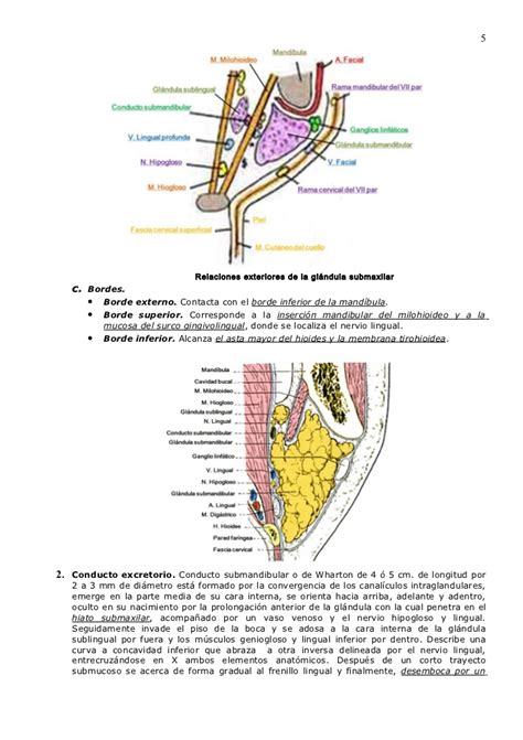Magnífico Anatomía Conducto Submandibular Festooning ...