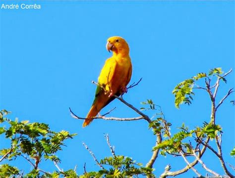 Mais de 170 aves silvestres brasileiras são apreendidas ...