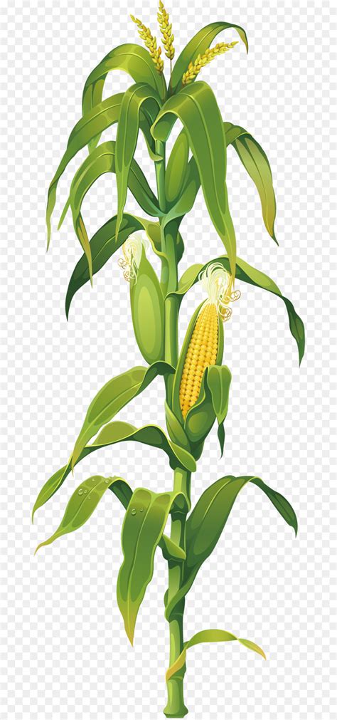 Maíz en la mazorca Dibujo de la Planta de Clip art   maíz ...