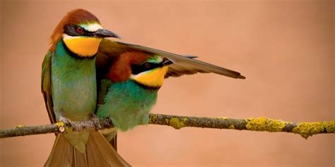 Making a difference: the impact of BirdLife | BirdLife