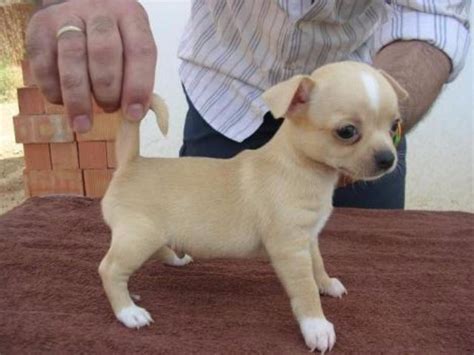 Male and Female Chihuahua Puppies For Sale   Dogs ...