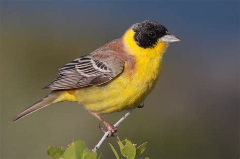Male Black headed Bunting on the island of Lesvos, Greece ...
