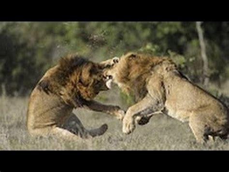 Male Lions Kill Male Lion Wild Animals Fight To The Death ...