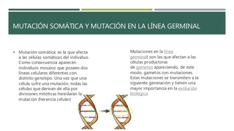 Malformaciones geneticas  Mutacion