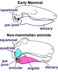 Mammalia   Wikipedia, la enciclopedia libre