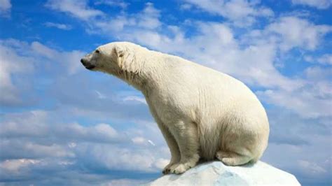 Man Made Chemical Pollutants Could Be Making The Polar ...