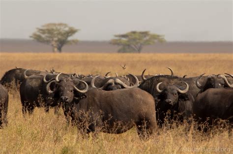 Manada de bufalos