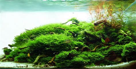 Manage your freshwater aquarium, tropical fishes and ...