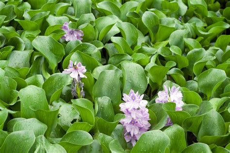 Managing Water Hyacinths – How To Control Water Hyacinth ...