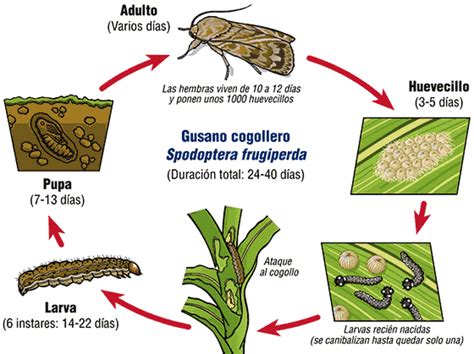 Manejo del Gusano Cogollero  spodoptera frugiperda  en ...