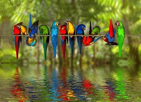 Many colored birds over the water   Reflections colors