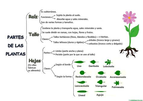 Mapa conceptual de las partes de una planta. | plantas ...