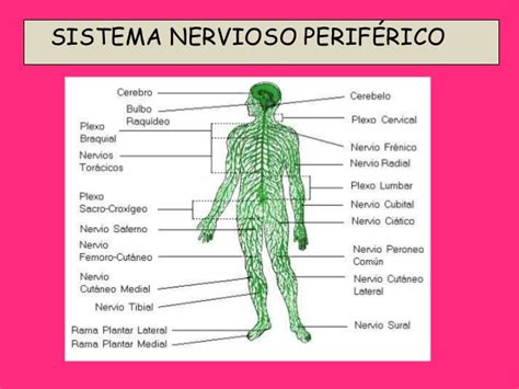 Mapa conceptual del sistema nervioso Central y Periférico ...