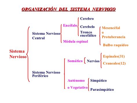 Mapa conceptual del sistema nervioso Central y Periférico ...
