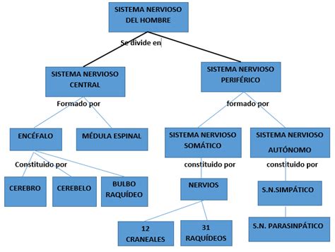 Mapa conceptual del sistema nervioso del hombre