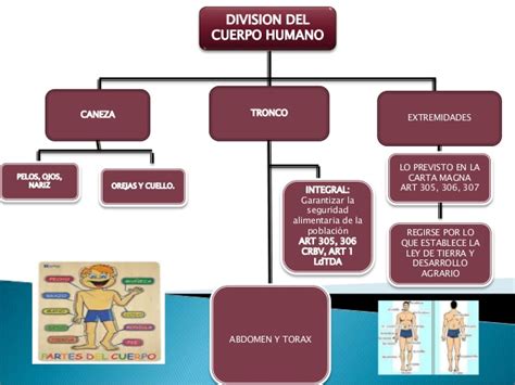 Mapa conceptual sobre la division del cuerpo humano , piel ...