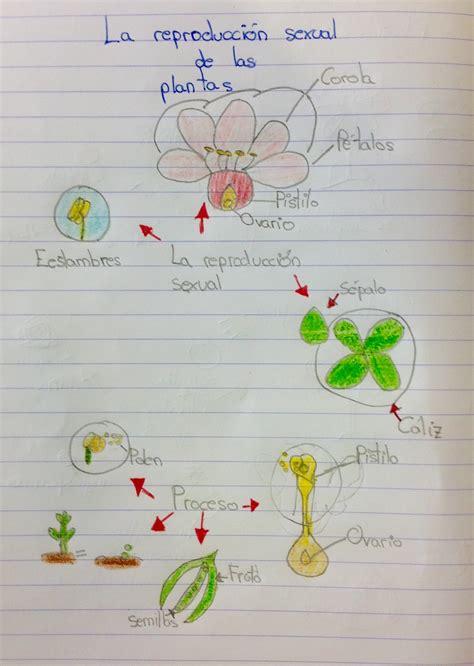 Mapa visual reproducción sexual de las plantas  Lucía