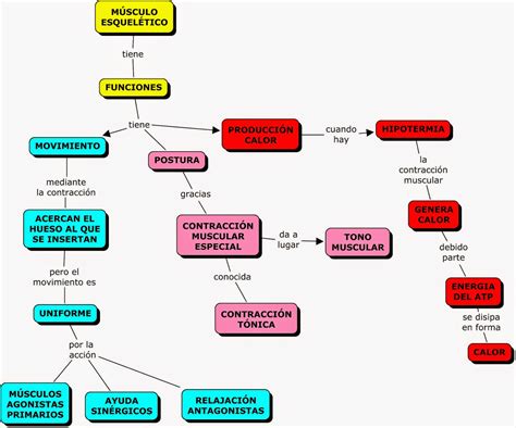 MAPAS CONCEPTUALES SOBRE SISTEMA MUSCULAR  CMAPS OF ...