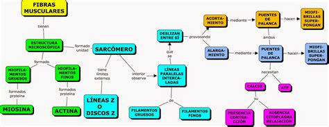 MAPAS CONCEPTUALES SOBRE SISTEMA MUSCULAR  CMAPS OF ...