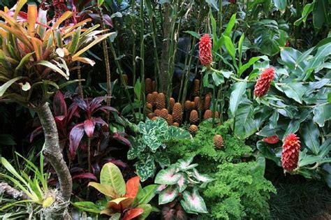 Maravillas tropicales | Plantas