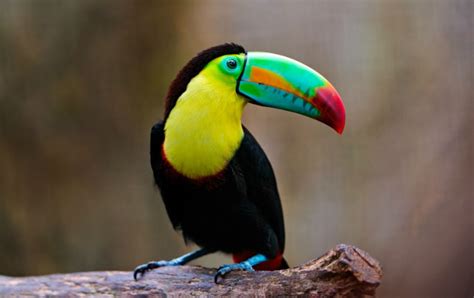 Maravillosos pájaros de colores exóticos | MolaunHuevo