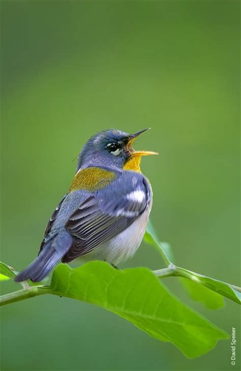 Marie Winn s Central Park Nature News: Singing birds