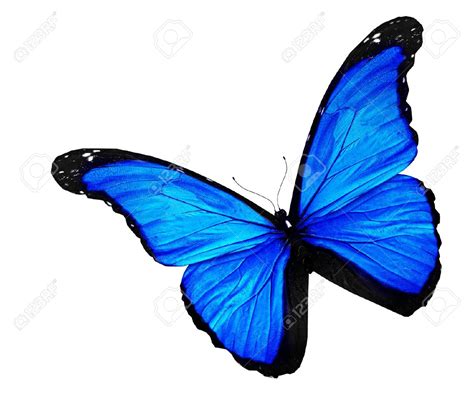 Mariposa azul en el fondo blanco | cumpleaños | Pinterest ...