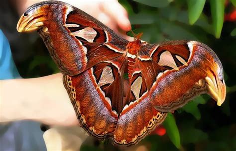 mariposa butterfly by Litratobyberneserose on DeviantArt