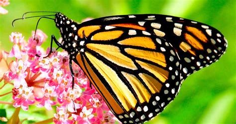 Mariposa Monarca  Características, Migración y Ciclo de Vida