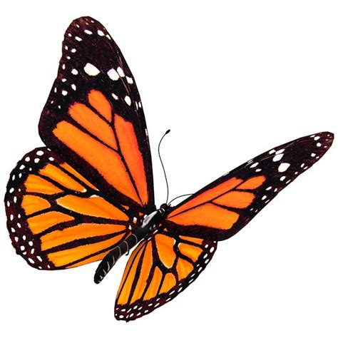 Mariposa Monarca   Información y Características