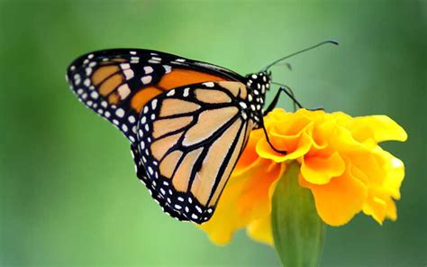 Mariposa Monarca   Información y Características