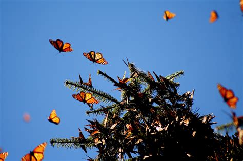 Mariposa Monarca – Wikipedia