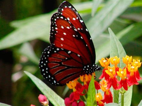 Mariposa roja :: Imágenes y fotos