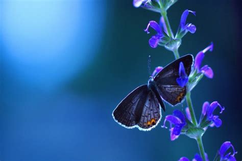 Mariposa y flor azules  21655