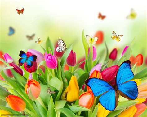 Mariposas | Descargar gratis Tulipanes, Mariposas, deja ...