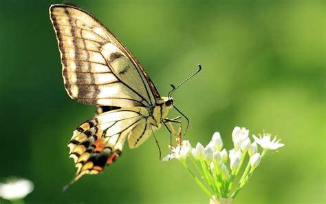 Mariposas: guías de especies, imágenes y recursos.