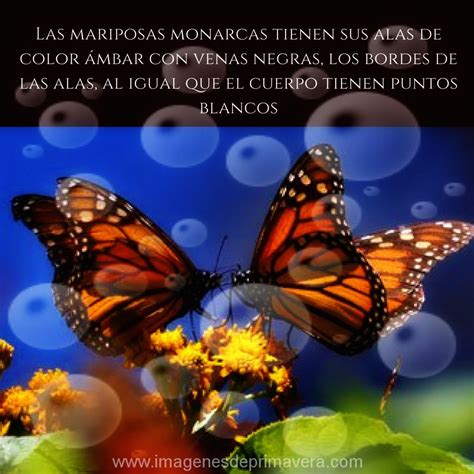 Mariposas Monarcas De Colores | Imágenes de Primavera