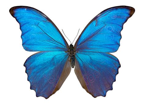 Mariposas Morpho Azules :: Imágenes y fotos