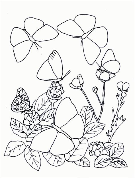 Mariposas | Para Colorear Gratis