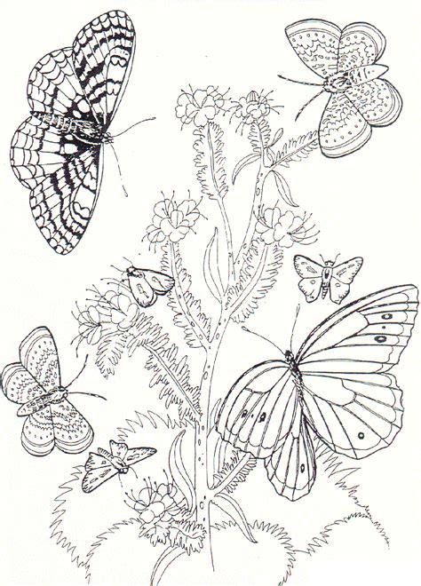 Mariposas para colorear, pintar e imprimir