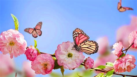 Mariposas y Flores de Colores | Fotos e Imágenes en FOTOBLOG X