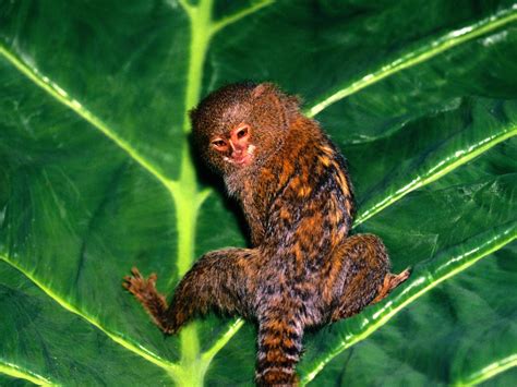 Marmoset Monkey Wallpapers | Fun Animals Wiki, Videos ...