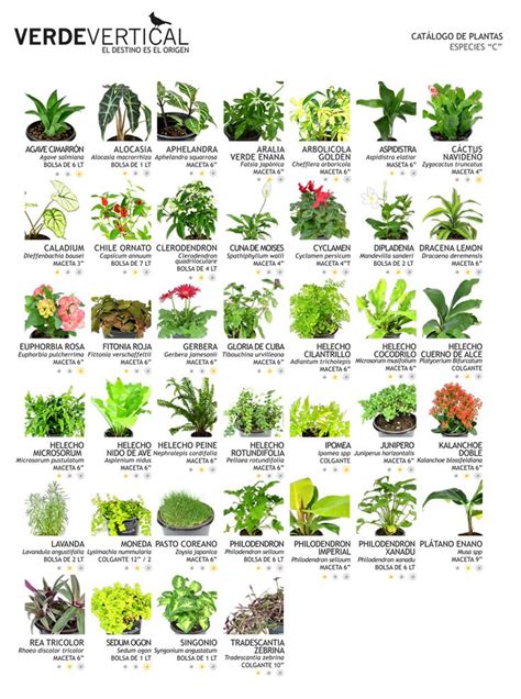 Más de 1000 ideas sobre Cactus Tipos en Pinterest ...