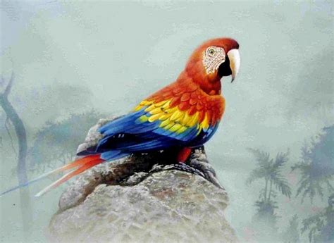 Más de 1000 ideas sobre Pinturas De Aves en Pinterest ...