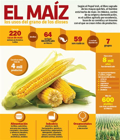 Más de 15 usos diferentes del maíz y sus características ...