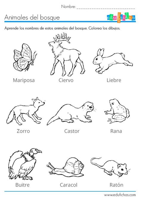 Más de 25 ideas fantásticas sobre Animales Del Bosque en ...