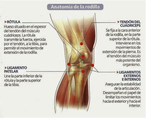 Más de 25 ideas increíbles sobre Anatomía de la rodilla en ...