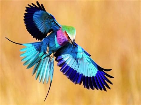 Más de 25 ideas increíbles sobre Aves exóticas en ...