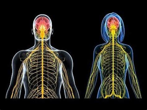 Más de 25 ideas increíbles sobre El sistema nervioso ...