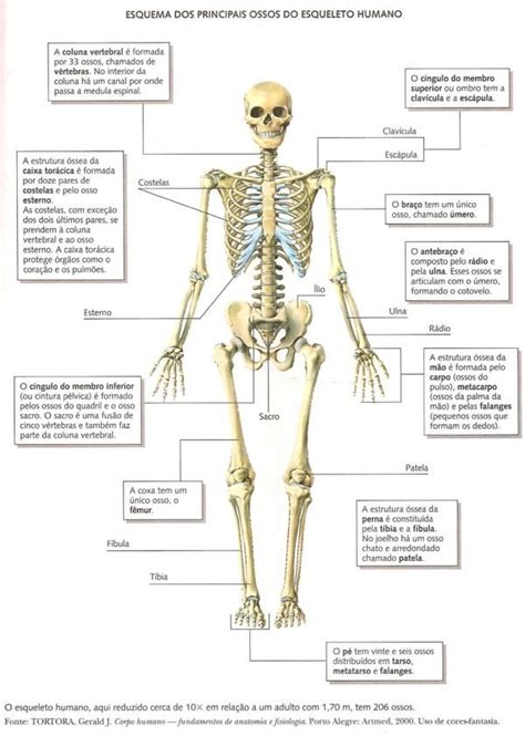 Más de 25 ideas increíbles sobre Esqueleto humano en ...